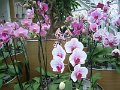 x_Szlovenia-orchideafarm (32)